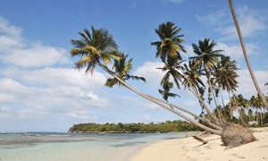 Beach with coconut trees