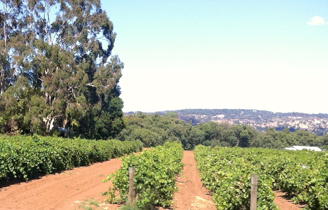 orchard 3