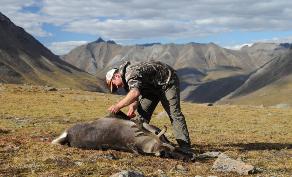 man checking hunted deer