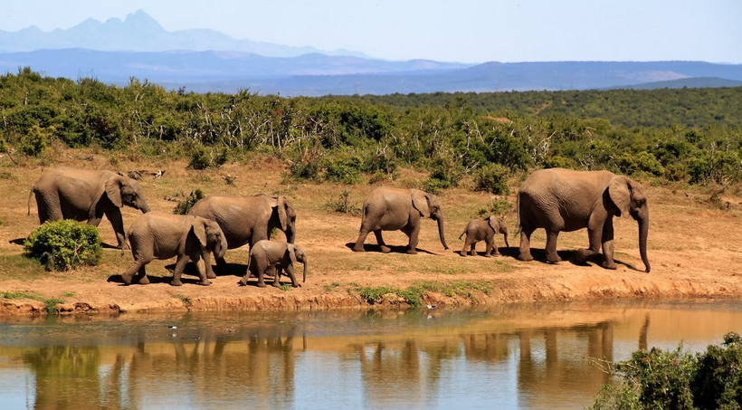 safari